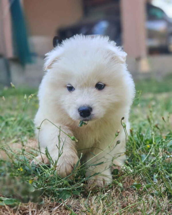 U ponudi mužjak SAMOJEDA