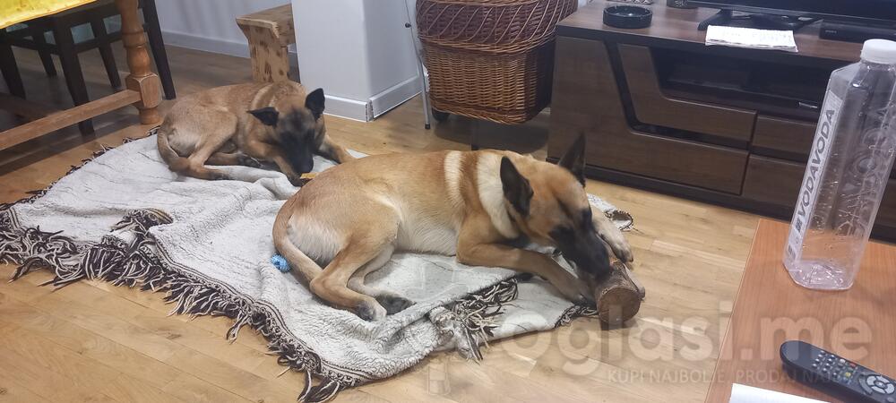 Stenci Belgijskog ovcara Malinois