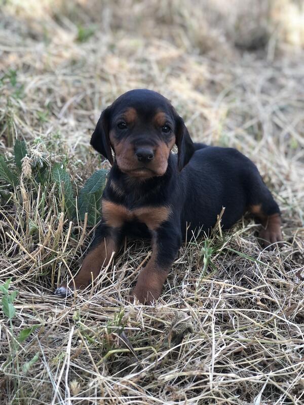 Prodajem žesnko stene balkanskog goniča