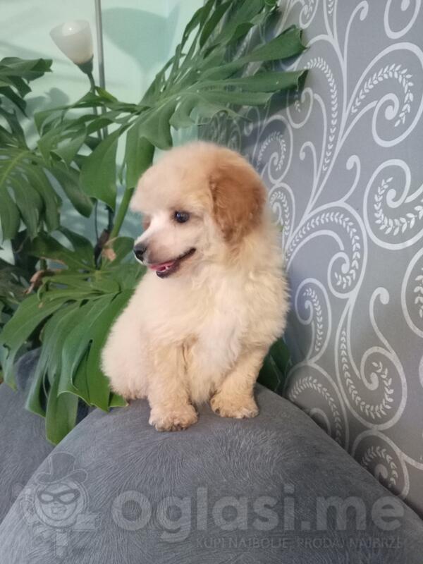 Patuljasta pudla trazi novog vlasnika 