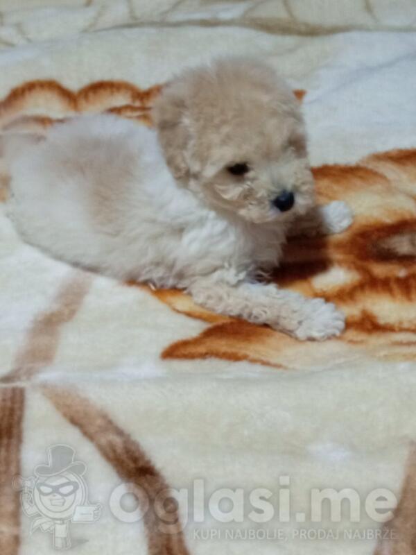 Patuljaste pudle traze novog vlasnika 