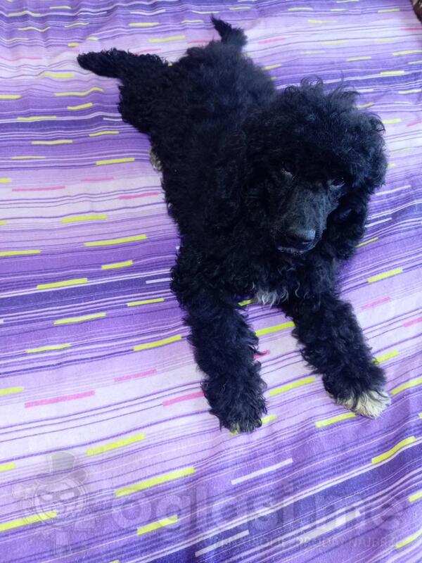 Patuljasta pudle traze novog vlasnika 