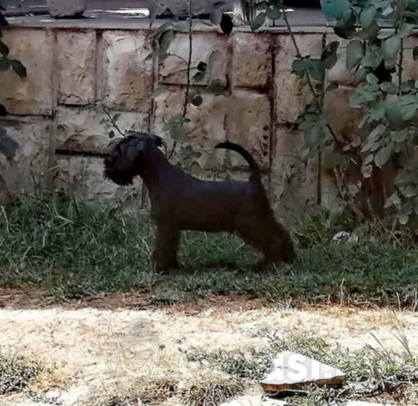 Prodajem šnaucere crne boje