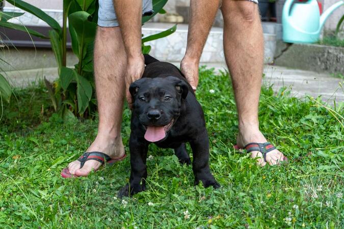 Južnoafrički mastif – Boerboel štenci