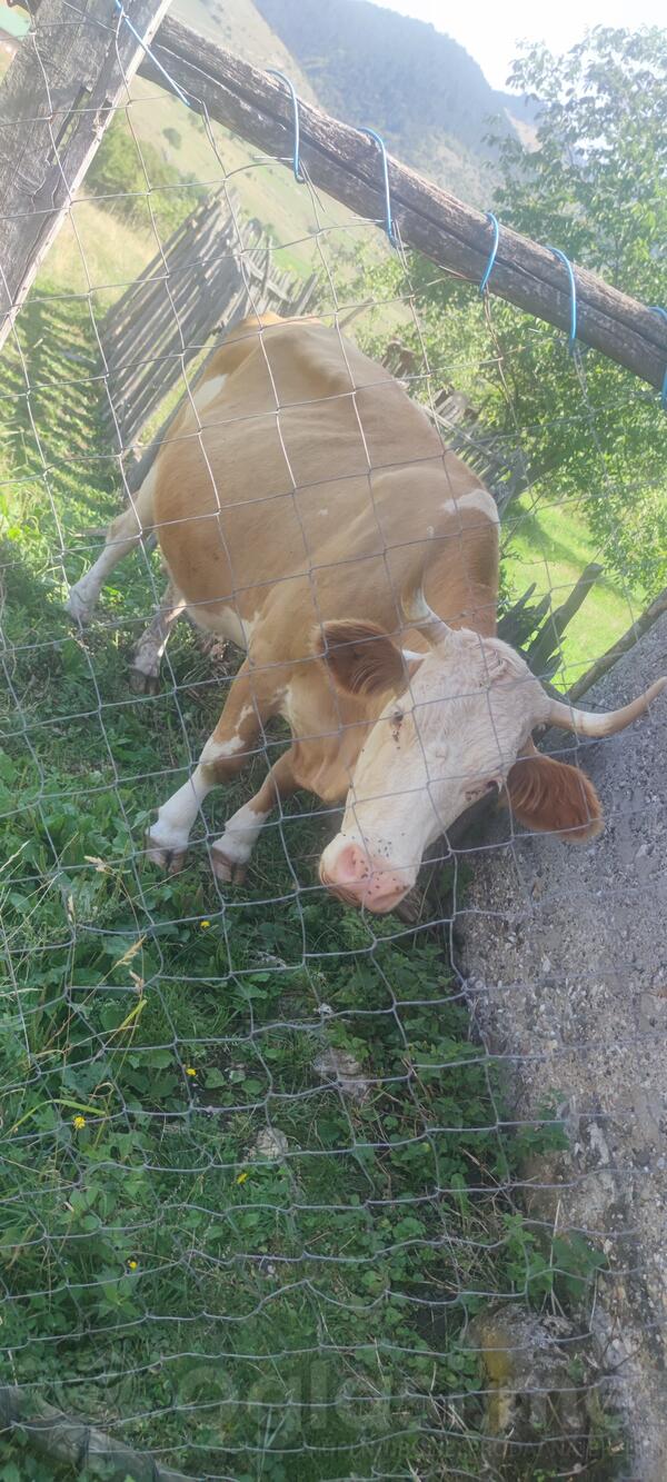 Prodajem krave i junicu 