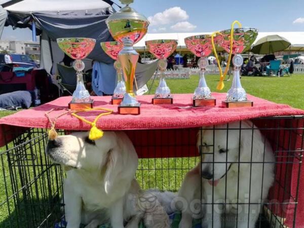 Zlatni Retriver prelepi štenci