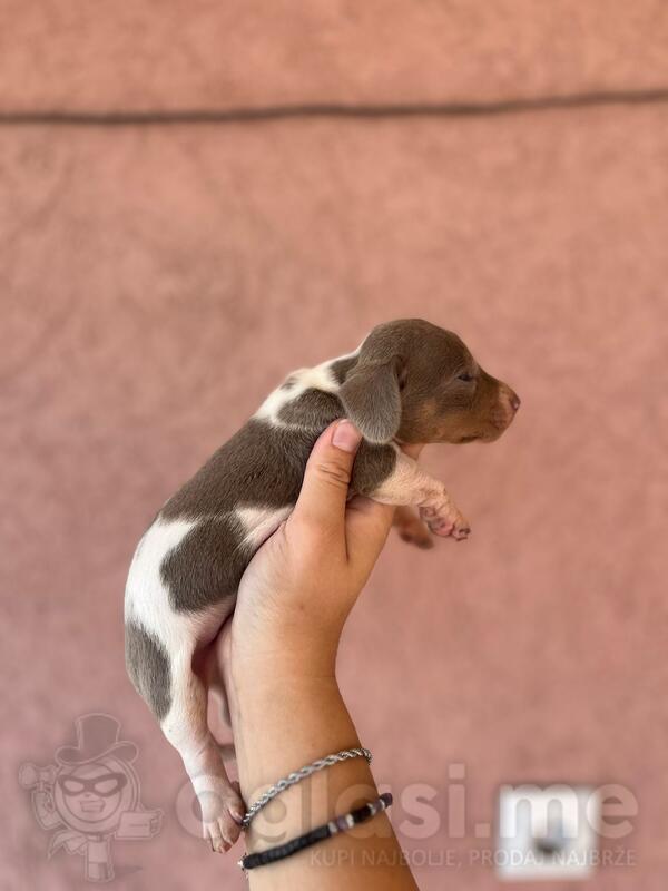 Jazavicar prelepi stenci