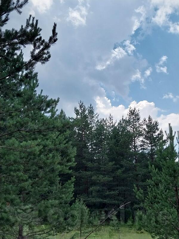 Poljoprivredno zemljište 650m2 - Žabljak - Borje