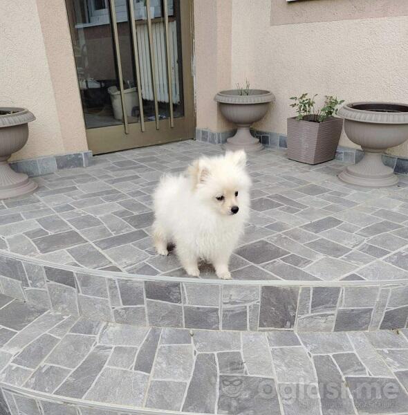 Štenci patuljastog špica 