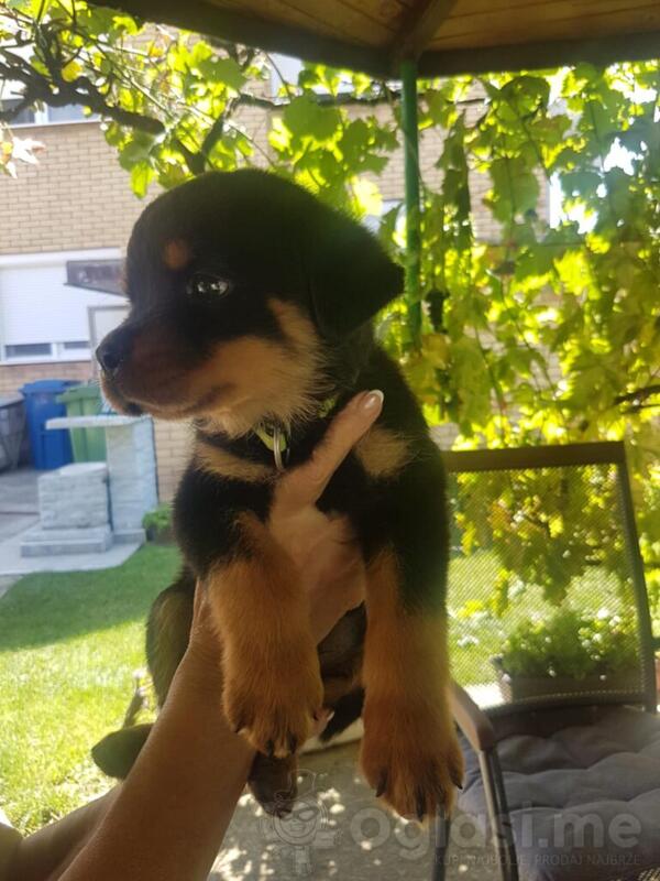 Rotvajler prelepi stenci