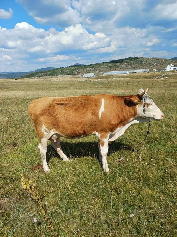 Prodajem steonu kravu