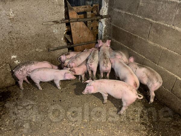 Prodajem prasice od 40 dana