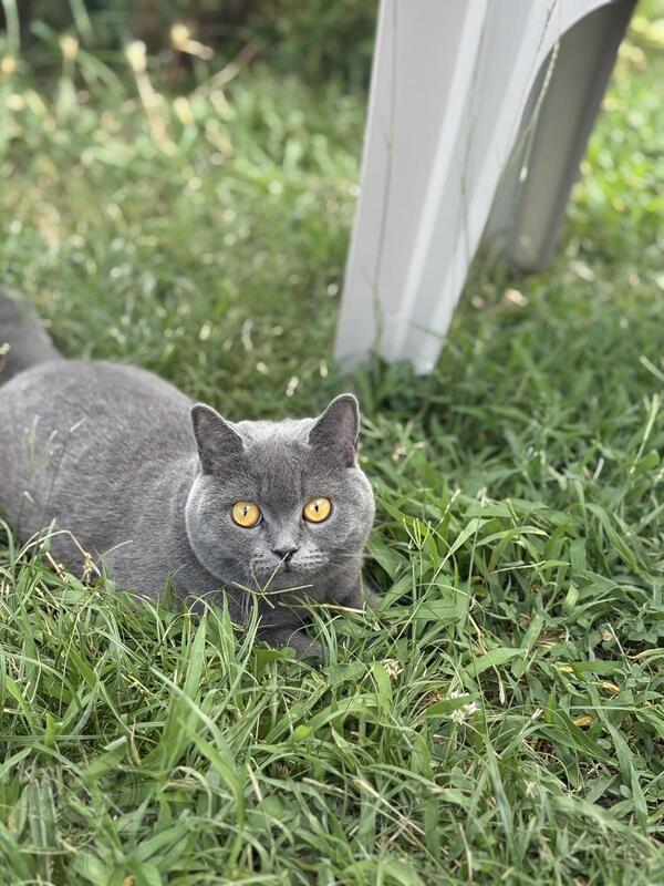 Britanska Kratkodlaka Macka