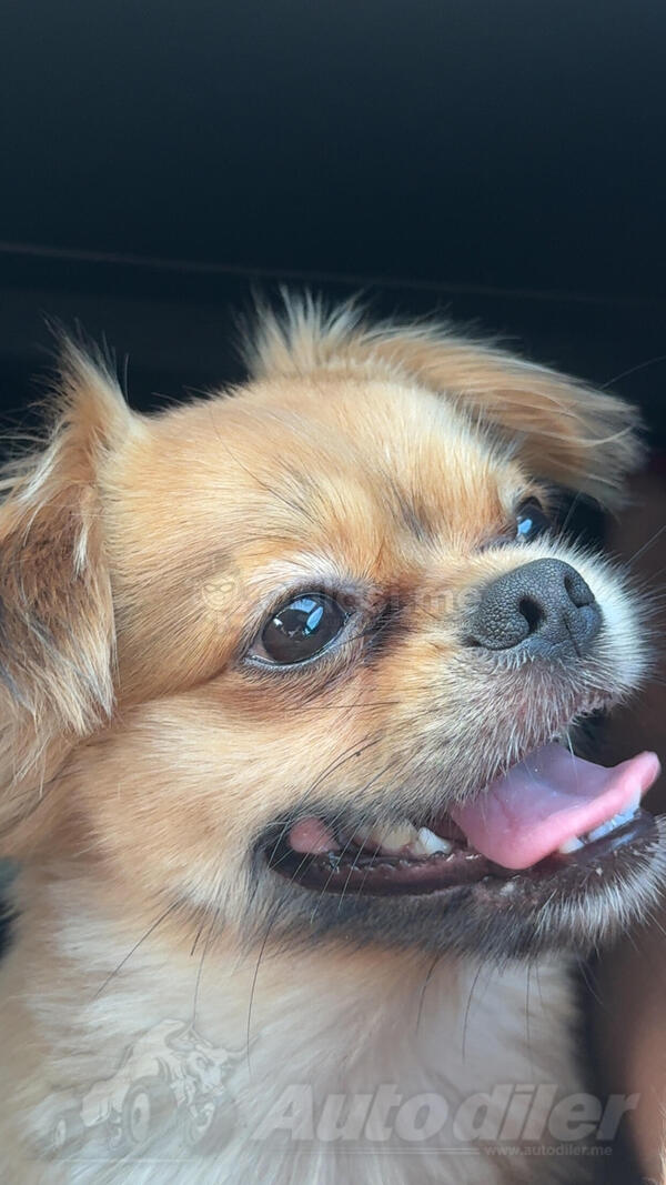 Trazi se zenka pekinezer za parenje besplatno