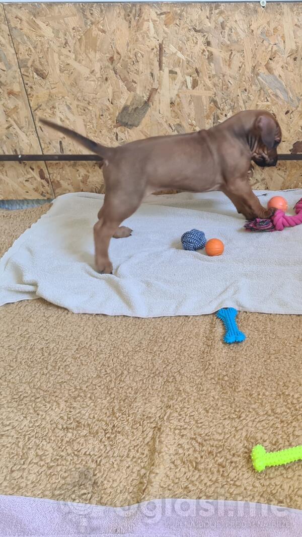 Rodezijski Ridzbek, štenci