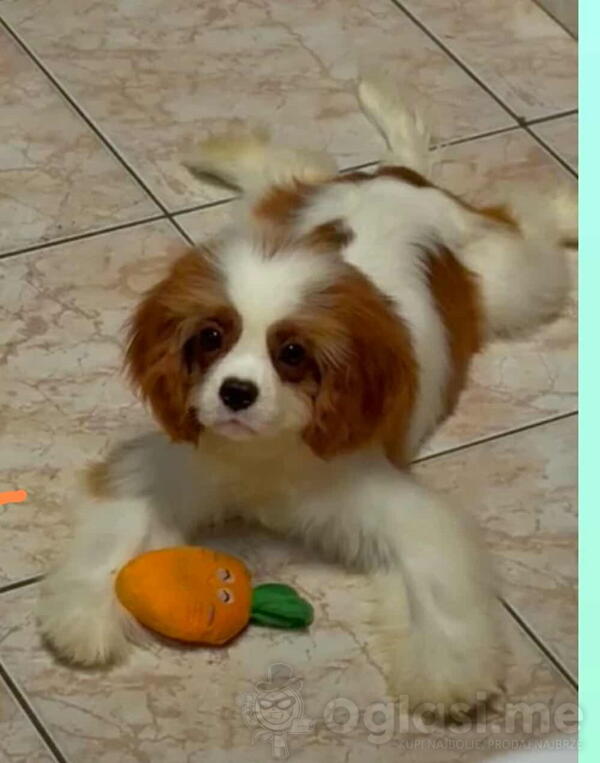 Dostupni štenci Cavalier King Charles spanijela 