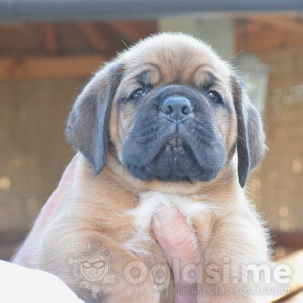 Stenci bordoske doge vrhunske krvne linije na prodaju