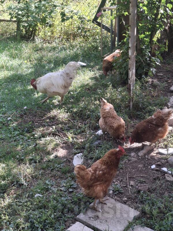 Prodajem koke nasilje i kokota