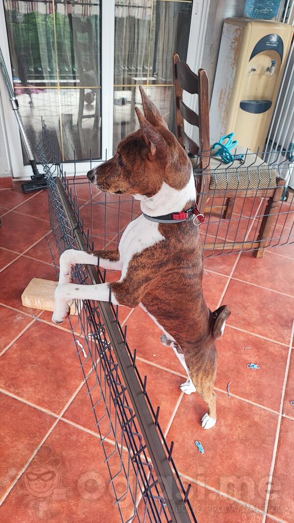Basenji