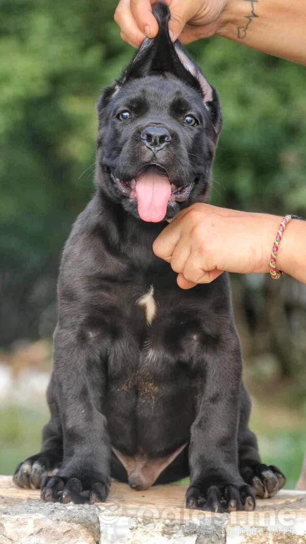 Cane Corso