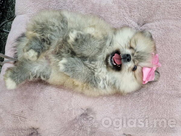 Bebe BOO spremni za preuzimanje