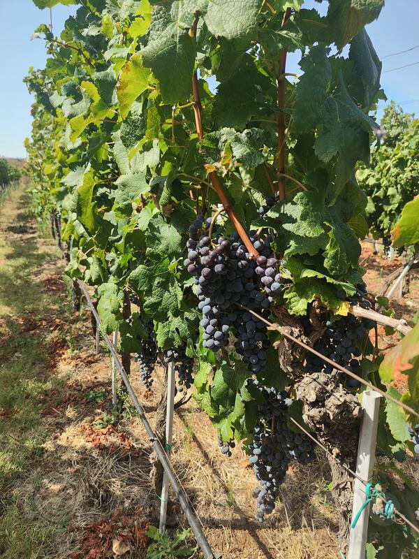 grozdje vrhunske francuske vinske sorte cabernet saugvinon