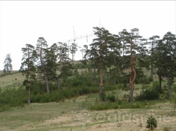 Građevinsko zemljište 7441m2 - Čajetina - Zlatibor