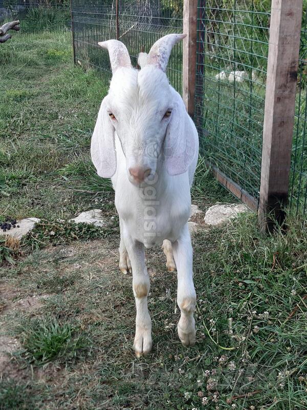 Prodajem Nubier/Burski Jarca 