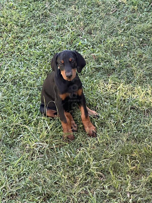 Prodajem stence dobermana. 068234012