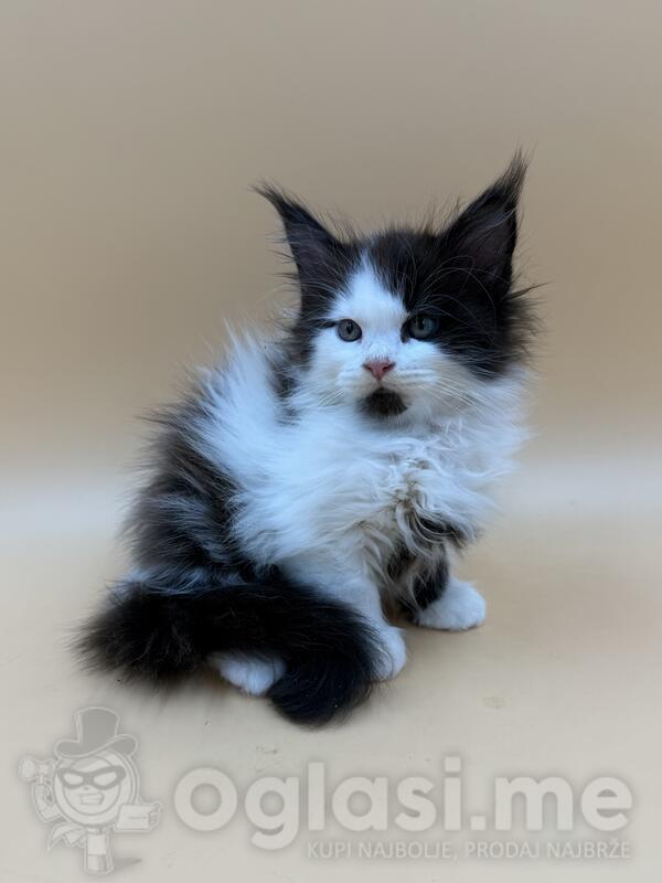 Maine Coon Thalia - divine princess
