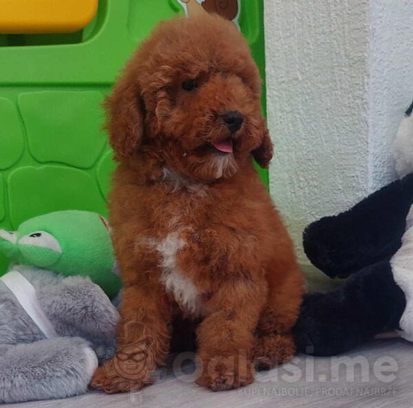 U ponudi stenci TOY PUDLE, zenka i muzijak