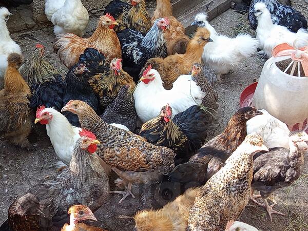 Kokinkine i japanske svilene koke