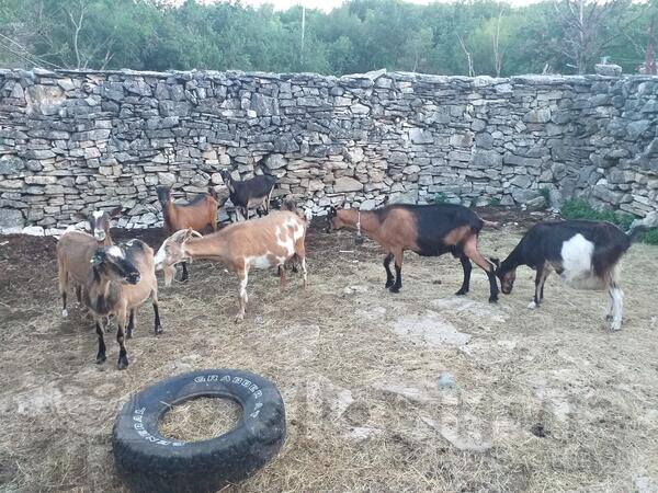 Prodajem 8 dobrih koza za držanje