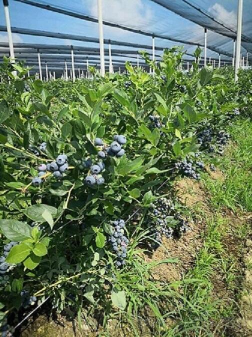 Poljoprivredno zemljište 120000m2 - Šabac - Varna