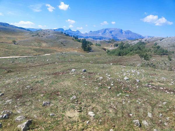 Poljoprivredno zemljište 54000m2 - Žabljak - > Okolina grada