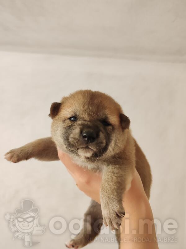 Šiba Shiba inu štenci
