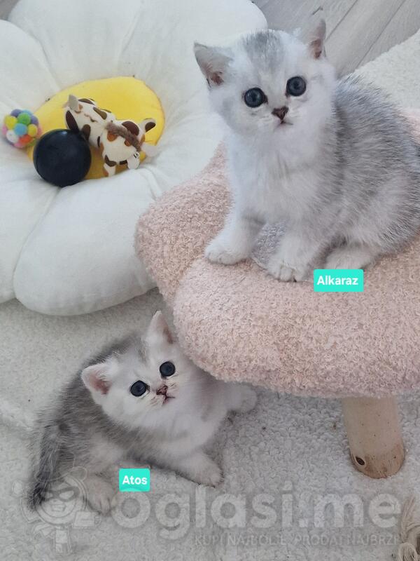 British shorthair mačići slobodni za rezervaciju 