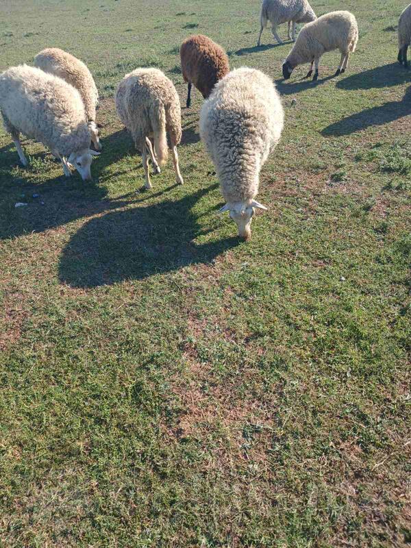 Prodajem jalovu ovcu, dvisku i jagnjad