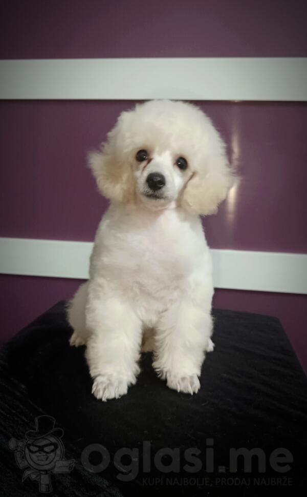 Toy bela pudla štene muško