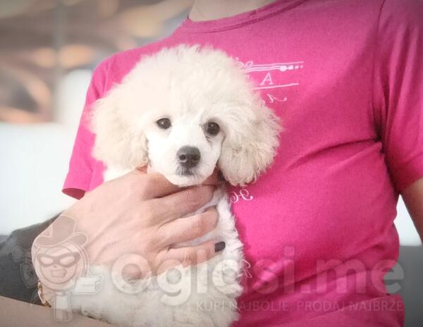 Toy bela pudla štene muško