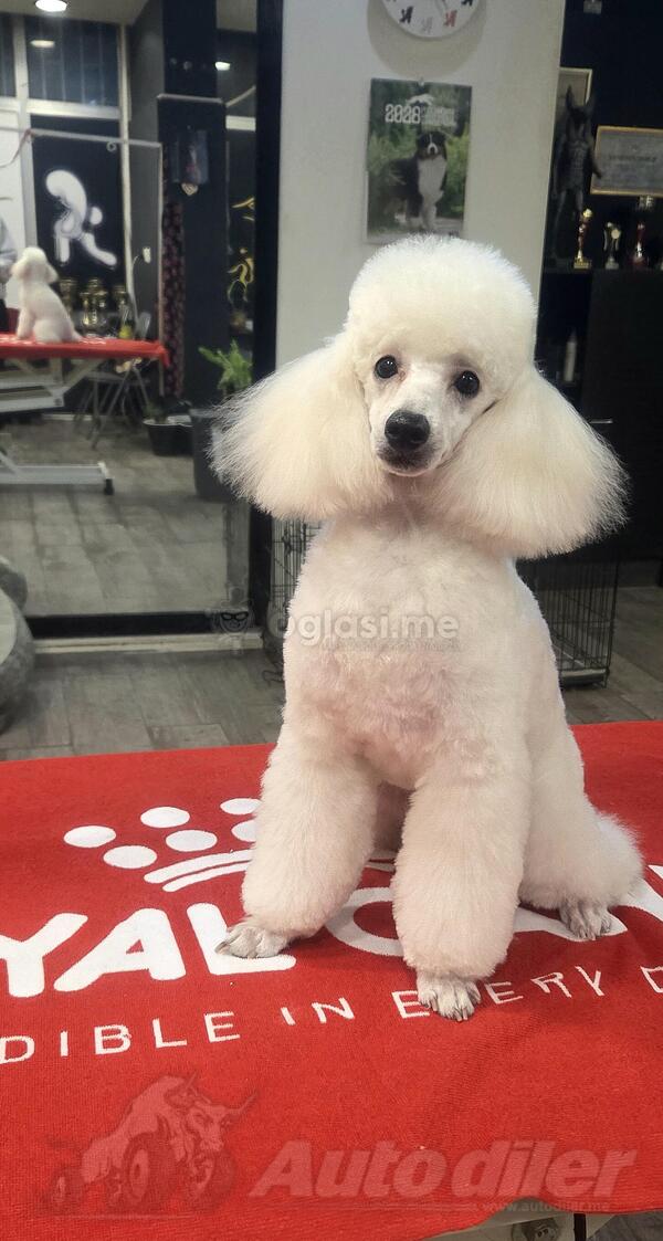 Toy bela pudla štene muško