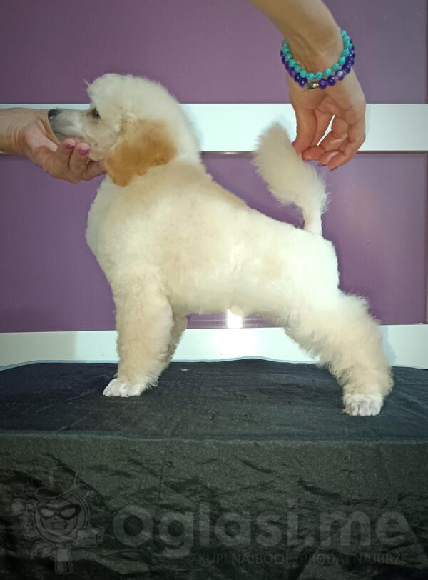 Pudla patuljasta bela štene muško