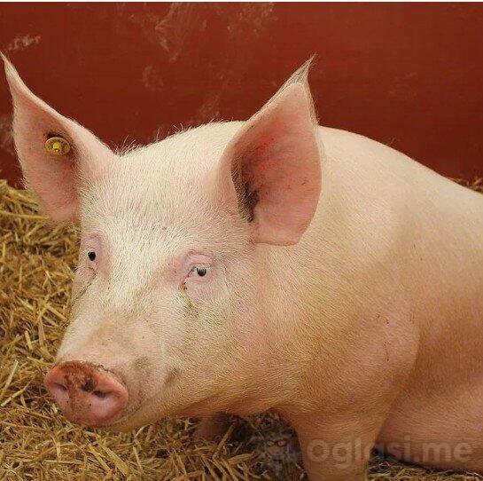 prodajem mladog nerasta i moze kompezacija za razno