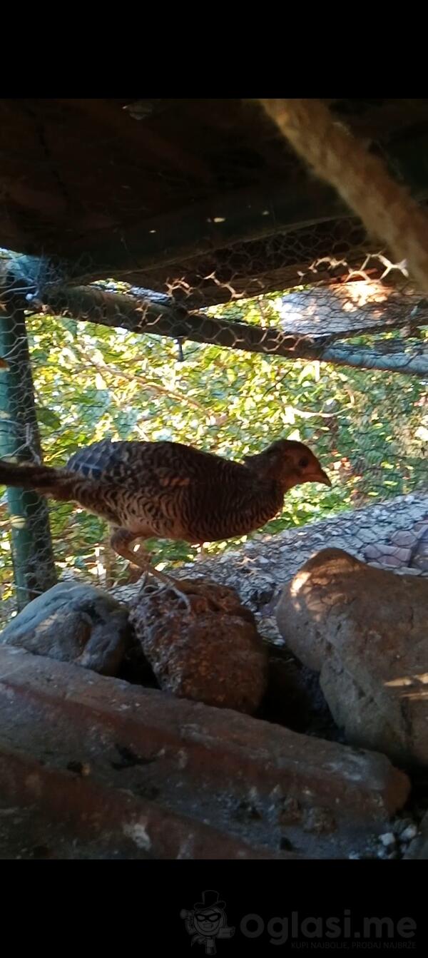Mladi zlatni mužijak fazana