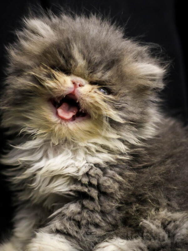 Persijski piggi look mačići