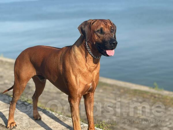 Rodezijski ridzbek stenci