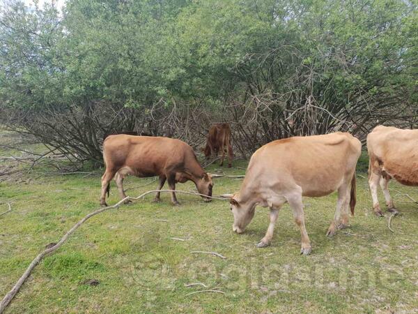 Prodajem junicu rasa Buša