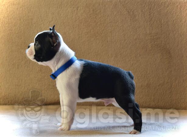 Boston terijer štenci 