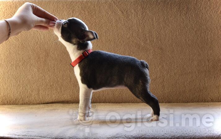 Boston terijer štenci