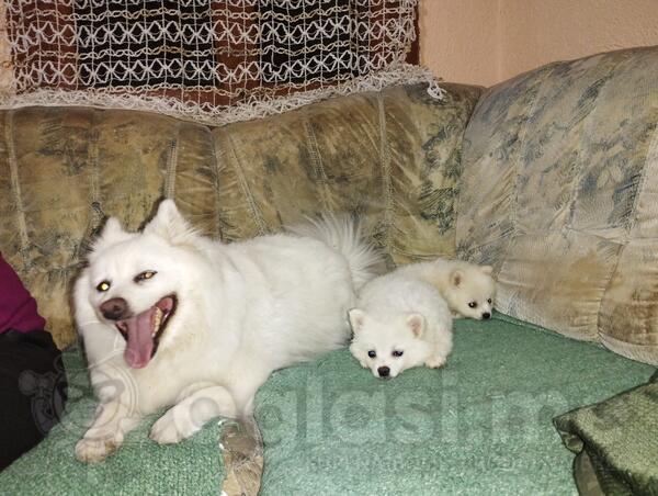 Pomeranci 1 muzjak 2 zenke